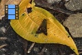 Scene 31_Orange spotted dark brown Skipper on ground